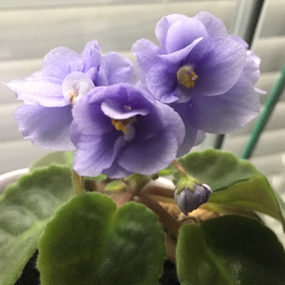 Meet your Posher, Tara - Picture 1 of 1